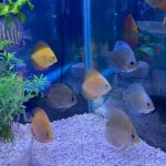 Ocean Green Snakeskin Discus photo review
