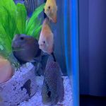 Ocean Green Snakeskin Discus photo review