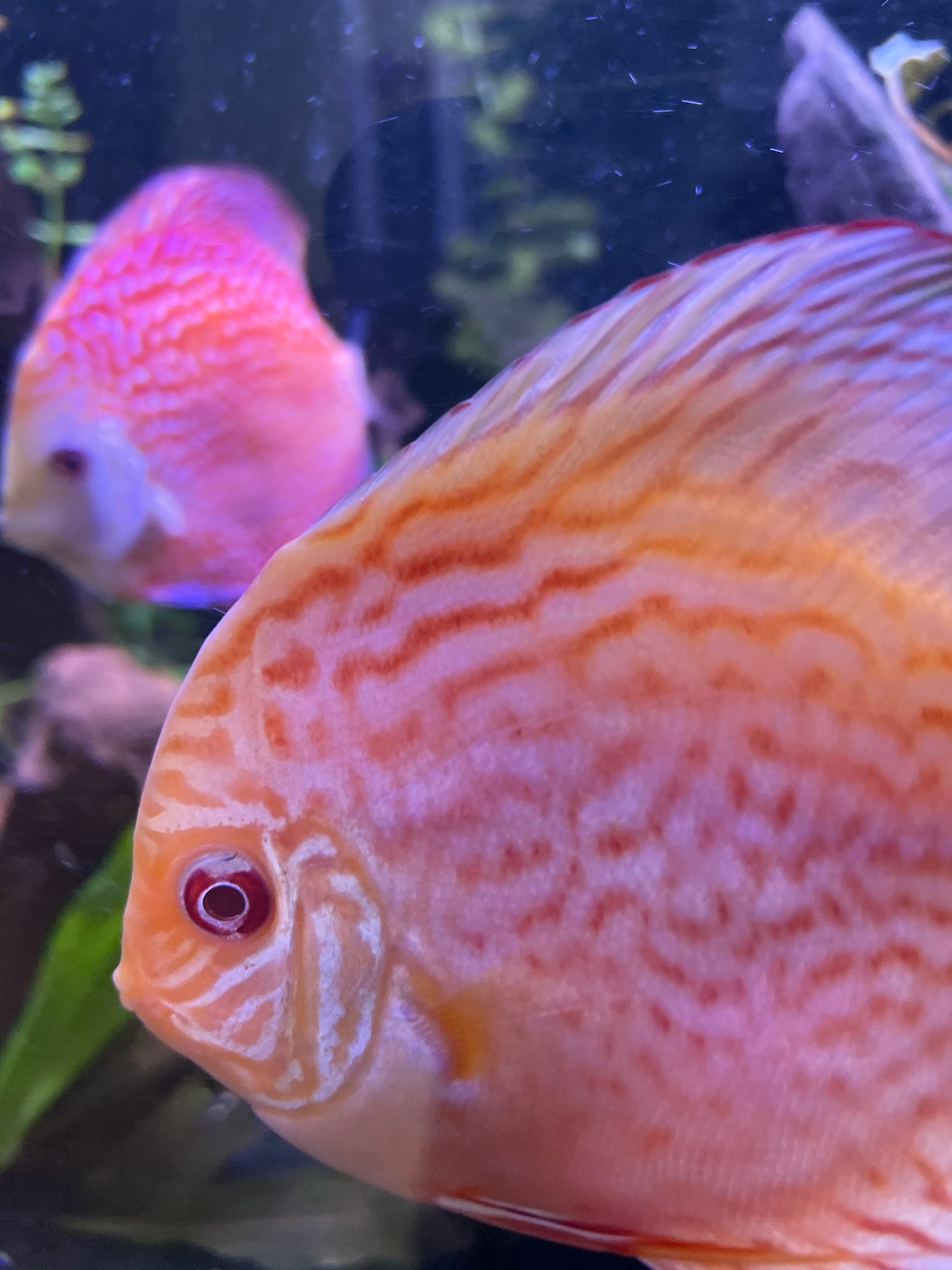 Golden Pigeon Leopard Discus, White Base