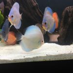 Striated Cobalt Discus photo review