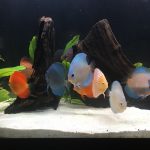 Striated Cobalt Discus photo review