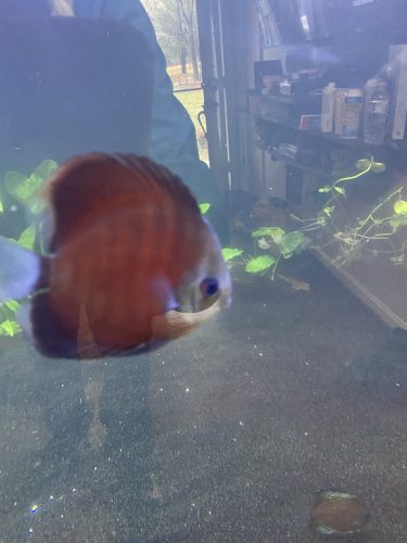Heckel Cross Discus, Burgundy Base photo review