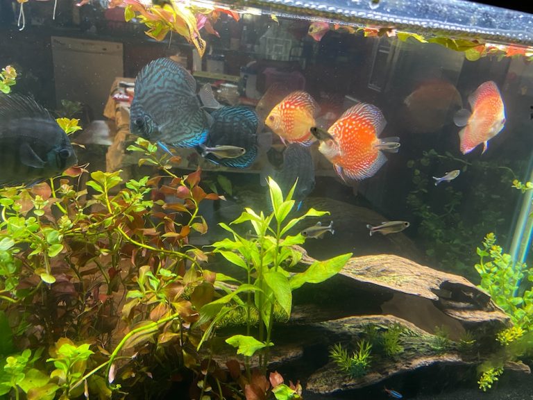 German Red Turquoise Discus, Blue Base photo review