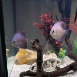 Turquoise Alenquer Cross Discus, Green Base photo review