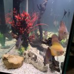 Turquoise Alenquer Cross Discus, Green Base photo review