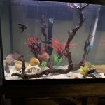 Turquoise Alenquer Cross Discus, Green Base photo review