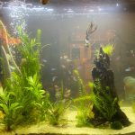 Golden Melon Throwback Discus photo review