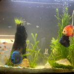 Golden Melon Throwback Discus photo review