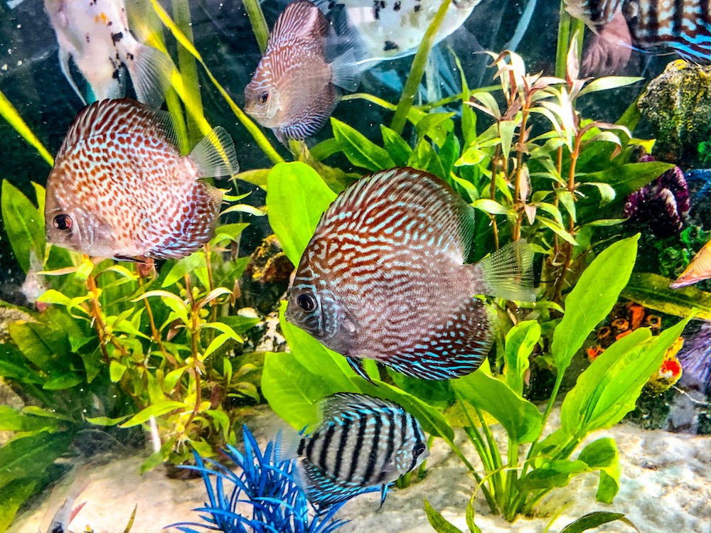 German Red Turquoise Discus, Blue Base
