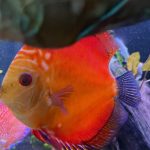 Red Melon Throwback Discus photo review