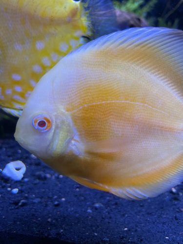 Golden Lollipop Discus photo review