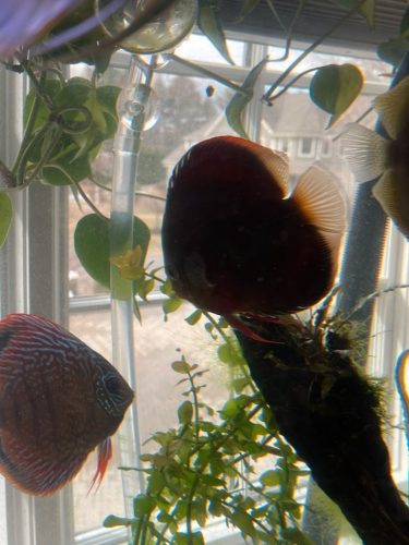 Classic San Merah Discus photo review