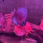 Super Carnation Checkerboard Pigeon Discus, Thick Line photo review