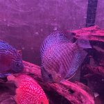 Super Carnation Checkerboard Pigeon Discus, Thick Line photo review