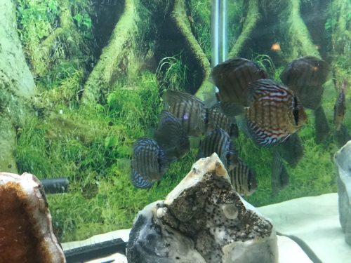 Reflection D Discus photo review