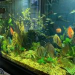 Wild Cuipeua True Royal Discus photo review
