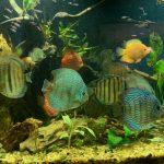 Wild Cuipeua True Royal Discus photo review