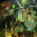 Wild Manacapuru Blue Discus photo review
