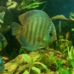 Wild Cuipeua True Royal Discus photo review