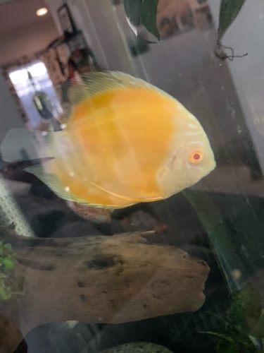 Albino Golden Discus photo review