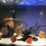 Golden Lollipop Discus photo review