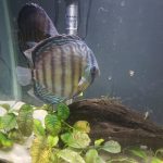 Wild Tefe Red-Spotted Green Discus, Black Halo photo review