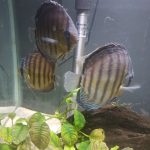 Wild Tefe Red-Spotted Green Discus, Black Halo photo review