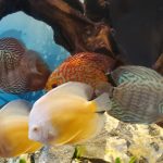 Golden Valentine Discus photo review