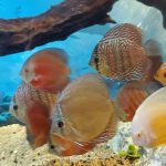 Rose Red Discus, Dark Base photo review