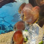 Rose Red Discus, Dark Base photo review
