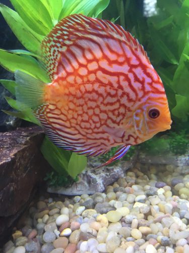 Super Carnation Checkerboard Pigeon Discus, Thick Line photo review