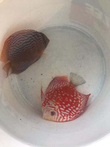 Red Eagle Discus, Clustered Pattern photo review