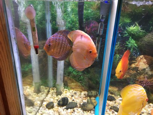 White Butterfly Discus, Yellow Base photo review