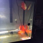 Red Eagle Discus, Honeycomb Pattern photo review