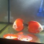 Red Eagle Discus, Honeycomb Pattern photo review