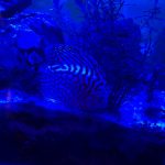 Red Eagle Discus, Honeycomb Pattern photo review