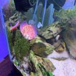 Red Eagle Discus, Honeycomb Pattern photo review