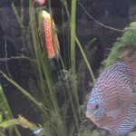 Altum Flora Discus, Blue Base photo review