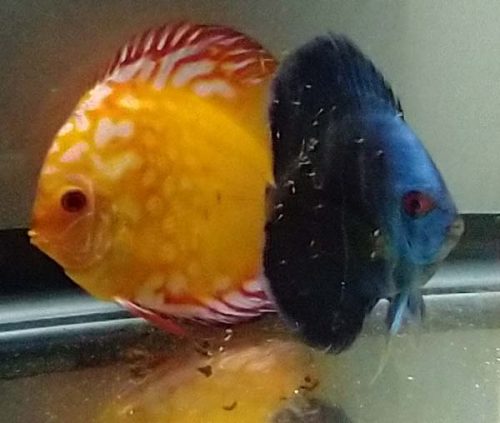 Classic Deep Blue Diamond Discus photo review