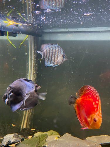Golden Melon Throwback Discus photo review