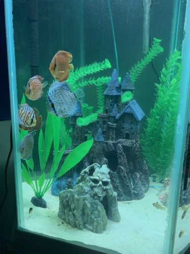 Striated Cobalt Discus photo review