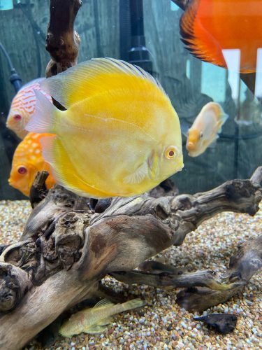 Golden Lollipop Discus photo review