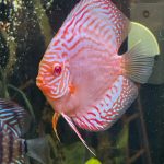 Albino Golden Discus, Light Base photo review