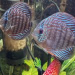 Golden Pigeon Leopard Discus, White Base photo review