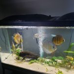 Wild Tefe Red-Spotted Green Discus, Black Halo photo review