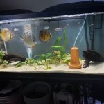 Wild Tefe Red-Spotted Green Discus, Black Halo photo review