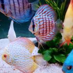 Tangerine Carnation Pigeon Discus photo review