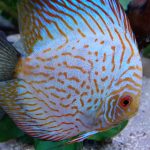 Tangerine Carnation Pigeon Discus photo review