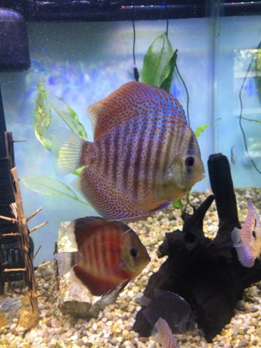 Rose Red Discus, Dark Base photo review