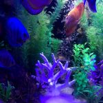 Striated Cobalt Discus photo review